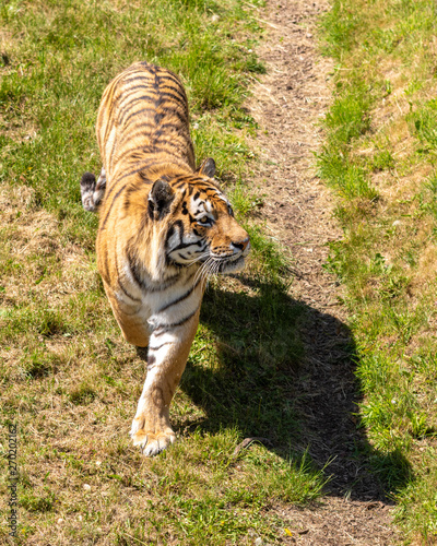 Amur Tiger Pacing up and down on Grass