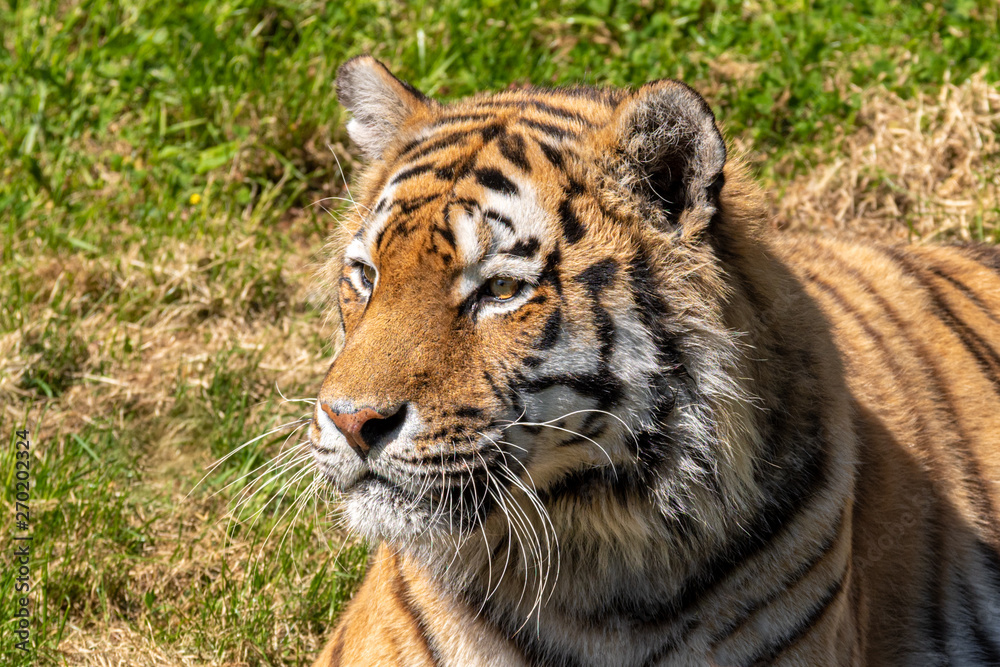 Fototapeta premium Amur Tiger Lying in the Sun on Grass