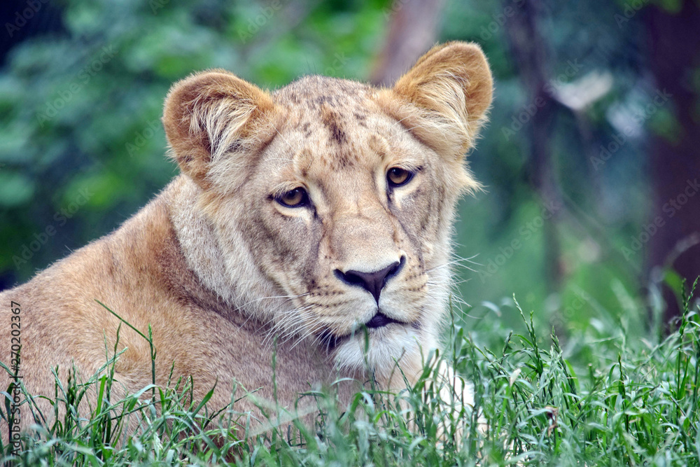 Obraz premium Katanga Lioness Lying in Grass and Watching