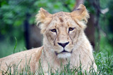 Katanga Lioness Lying in Grass