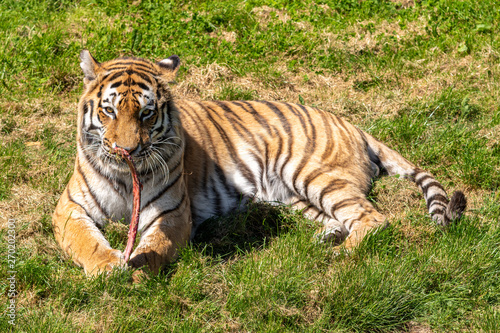 Amur Tiger Lying on Grass and Eating Meat