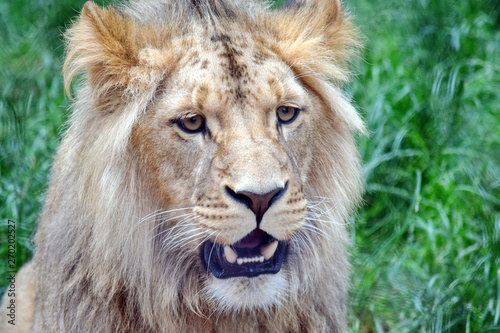Male Katanga Lion Head Closeup