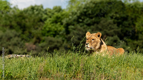 Female Lion Resting on Grass in the Summer Sun