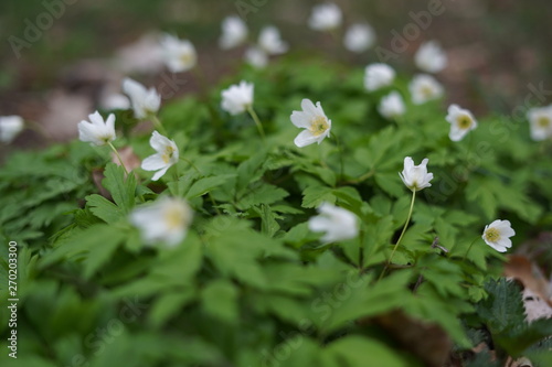 small white flowers in the wood © Paul Lutsaka