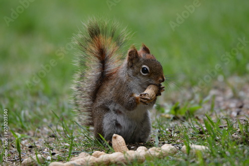 Red Squirrel eating a peanut