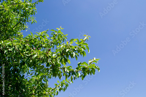  pear tree on sky background