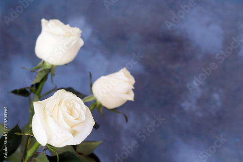 Three white rose flowers on the abstract blue background, toned. Congratulation, invitation concept. Close-up, copy space