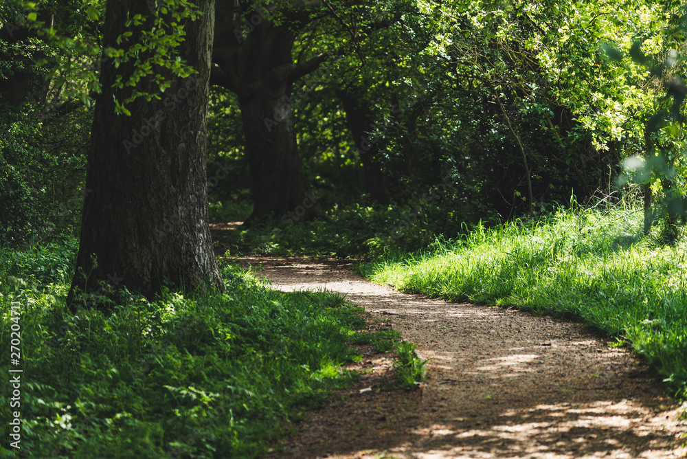 Obraz premium path in the forest
