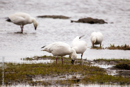 Small group of white-morph snow geese foraging greedily in muddy beach on the north shore of the St. Lawrence River during the spring migration, Quebec City, Quebec, Canada