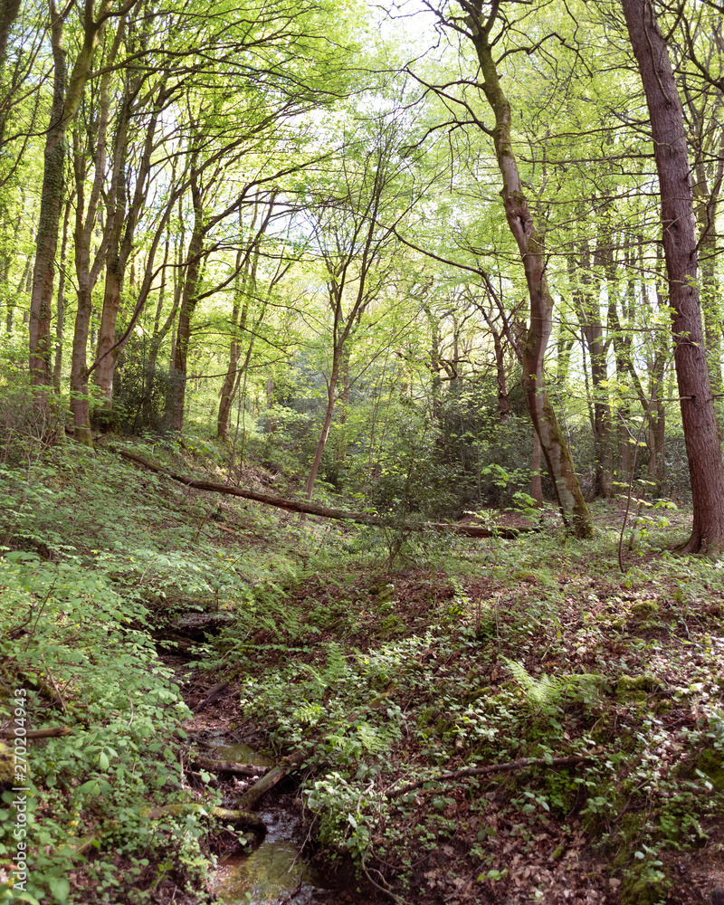 Obraz premium path in the forest