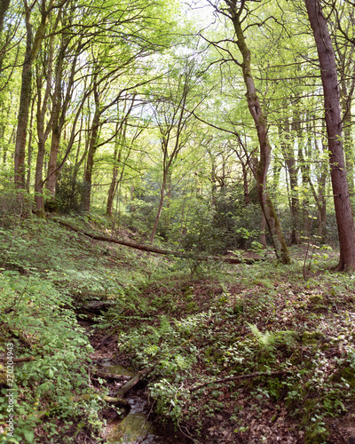 path in the forest