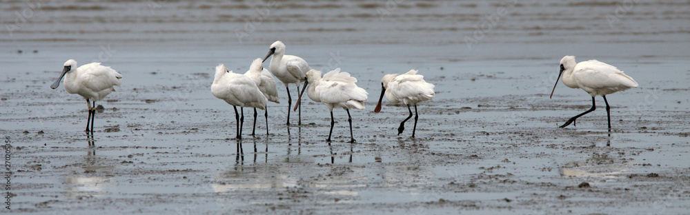 Black-faced Spoonbills, (Platalea minor), included a ringed individual (RU16), Daijugarami, (Higashiyoka-higata Ramsar Site), Saga, Japan.