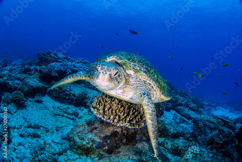 A beautiful turtle close up in crystal clear water 