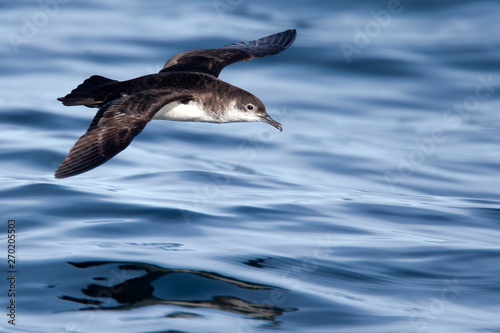 Manx Shearwater, (Puffinus puffinus), flying low over the sea off Lands End, Cornwall, England, UK. photo