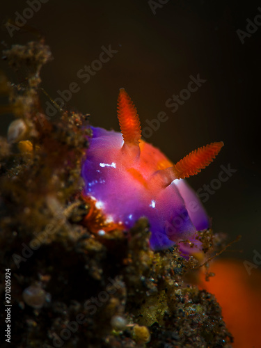 A colourful vibrant nudibranch