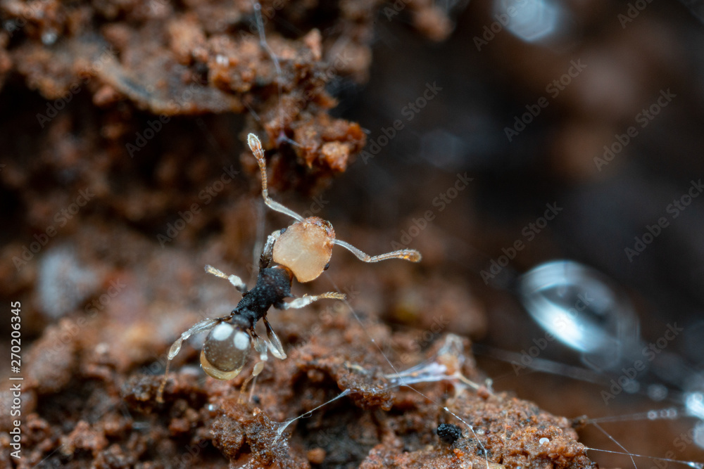 Tiny worker ants of the species Pheidole 'epem121' foraging in rainforest, Queensland, Australia