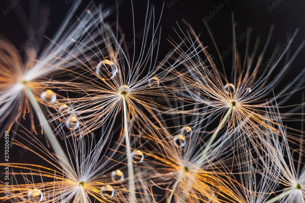 Fototapeta premium Bright summer background: dandelion seeds close-up on a dark background with beautiful backlighting. Minimalism, macro, fragility. Water drops.