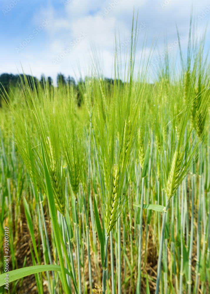 Obraz premium Feld mit frischen Weizen, grün nicht reif, wunderschöne Landschaft