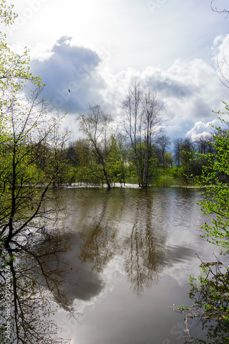 spring grove of trees flooded during high water