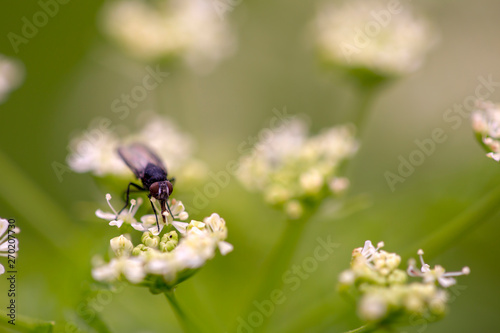 Macro photography of a fly feeding on a poison hemlock flower. Captured at the Andean mountains of central Colombia.