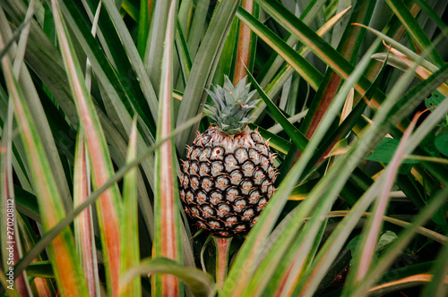 Fresh pineapple on its bush with lush green leaves background