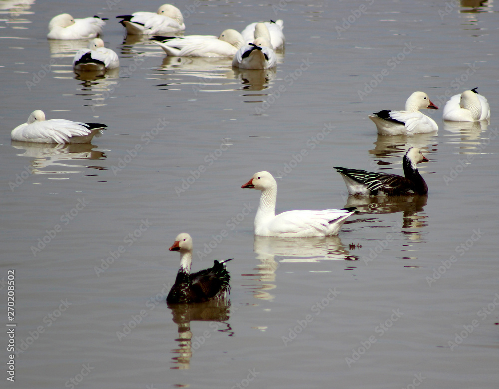 Snow geese resting on water during spring migration in Quebec Snow geese resting on water during spring migration in Quebec