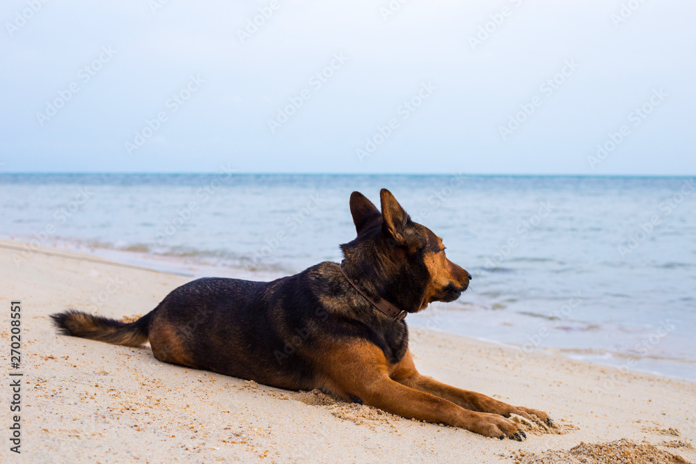 Happy dog relaxing on the beach. Sea and summer concept