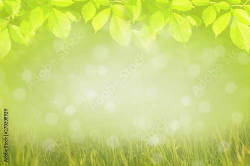 Frame of green tree leaves, spring nature background