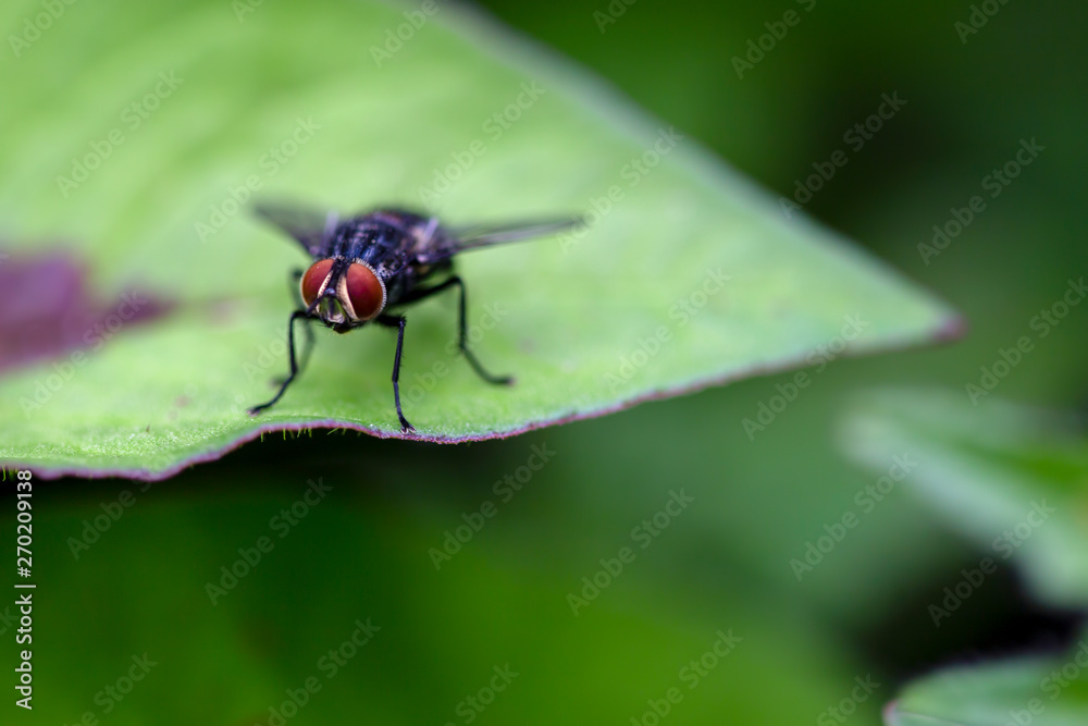 Macro photography of a stable fly standing on a green leaf. Captured at the Andean mountains of central Colombia. Macro photography of a stable fly standing on a green leaf. Captured at the Andean mountains of central Colombia.