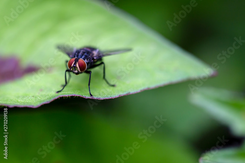 Macro photography of a stable fly standing on a green leaf. Captured at the Andean mountains of central Colombia.