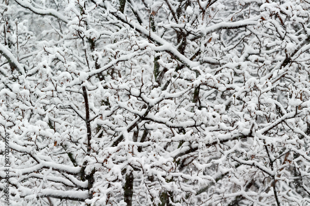 The branches of a tree covered with hoarfrost and snow in a winter morning. The branches of a tree covered with hoarfrost and snow in a winter morning.