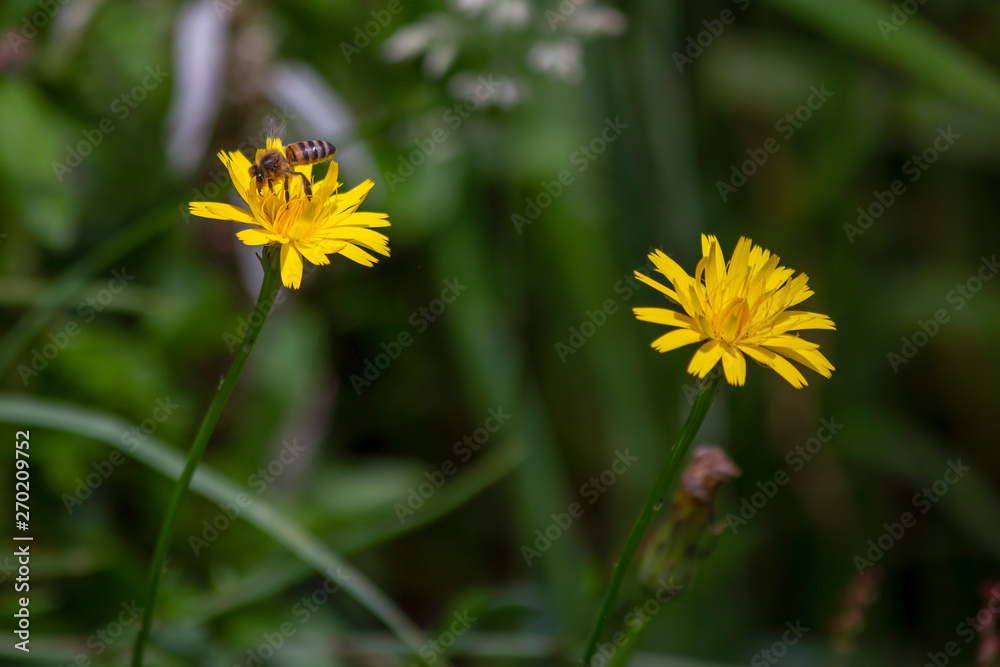 Macro photography of a bee feeding on a dandelion flower. Captured at the Andean mountains of central Colombia. Macro photography of a bee feeding on a dandelion flower. Captured at the Andean mountains of central Colombia.