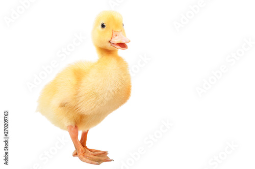 Little cute duckling quacks standing isolated on white background photo