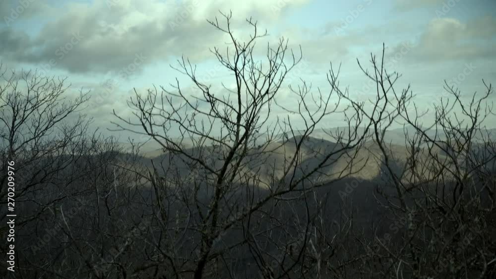 Descending inside bare trees spooky forest
