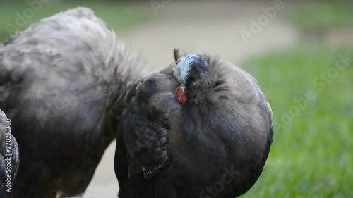 Wallpaper Mural Preening domestic Guinea-Fowl Torontodigital.ca