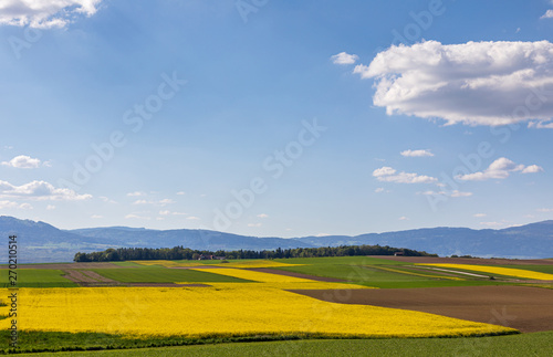 Colza. Fields. Sky. Yellow. Meadow