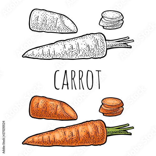 Carrots whole, half and slice. Vector color vintage engraving