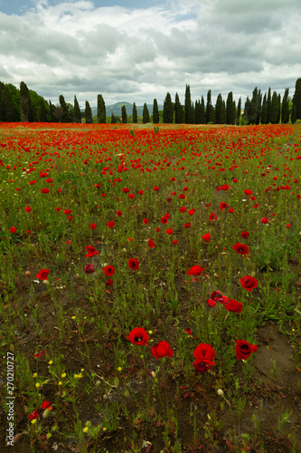 Poppy field during spring i...