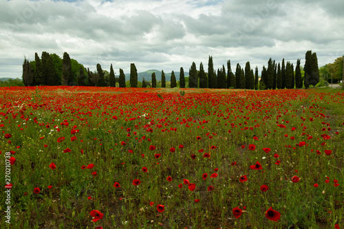 Poppy field during spring i...