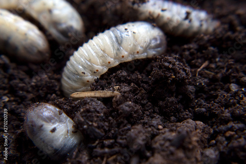 beetle lavas on soil , group of larvas on soil ,fat insect larvae