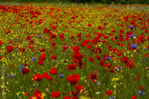 Poppy field during spring in Italy