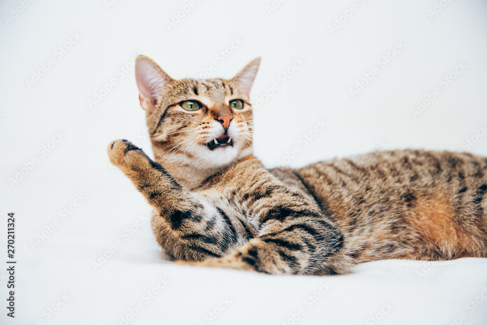 Obraz premium Beautiful tabby cat posing for the camera.