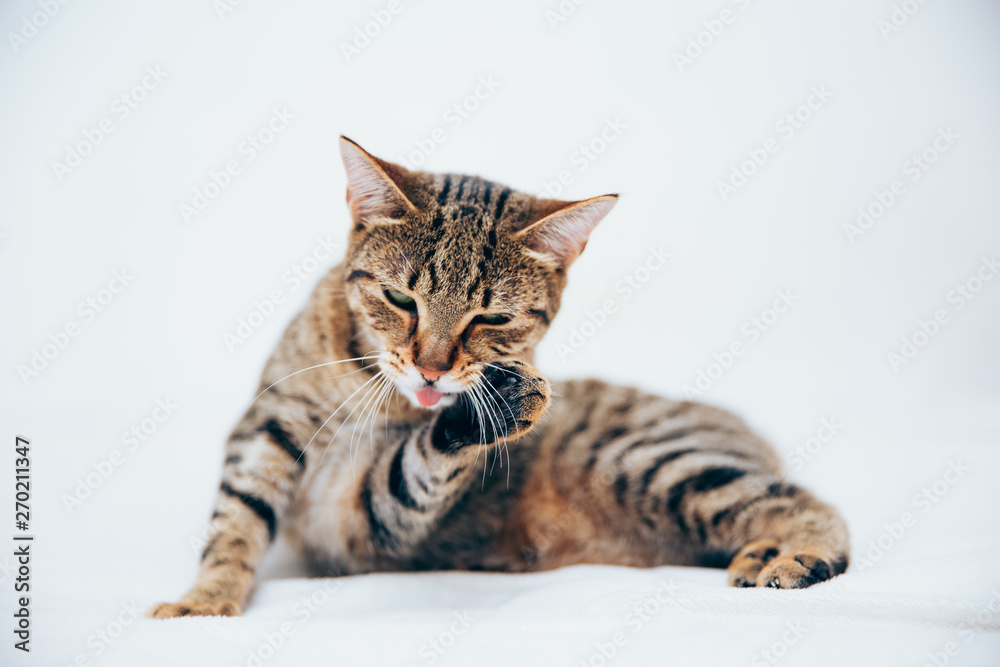 Beautiful tabby cat posing for the camera. Beautiful tabby cat posing for the camera.