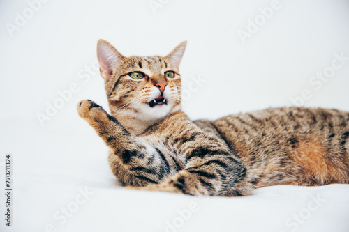 Fototapeta Naklejka Na Ścianę i Meble -  Beautiful tabby cat posing for the camera.