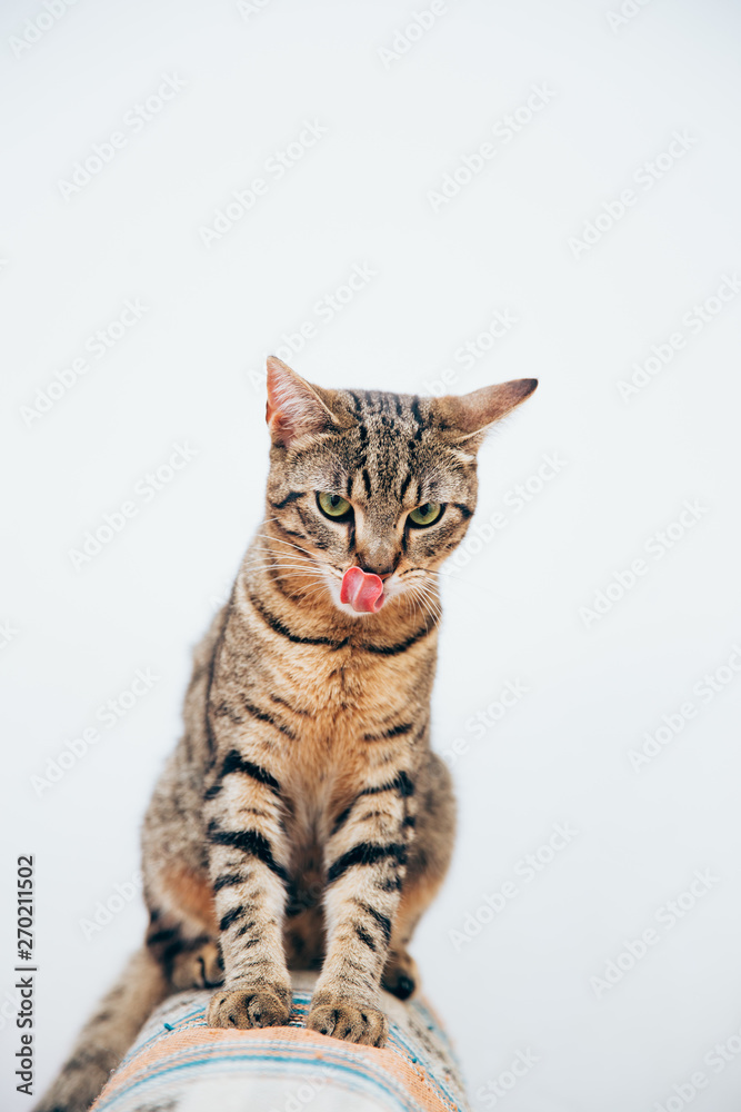 Beautiful tabby cat posing for the camera.