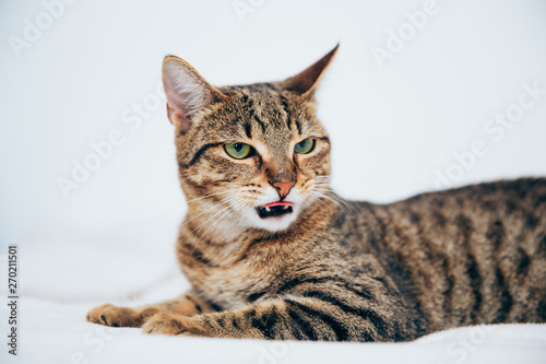 Beautiful tabby cat posing for the camera. © belyaaa