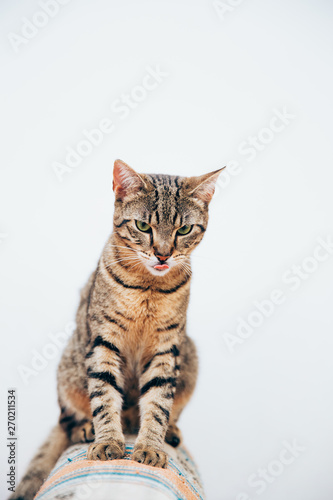 Beautiful tabby cat posing for the camera.