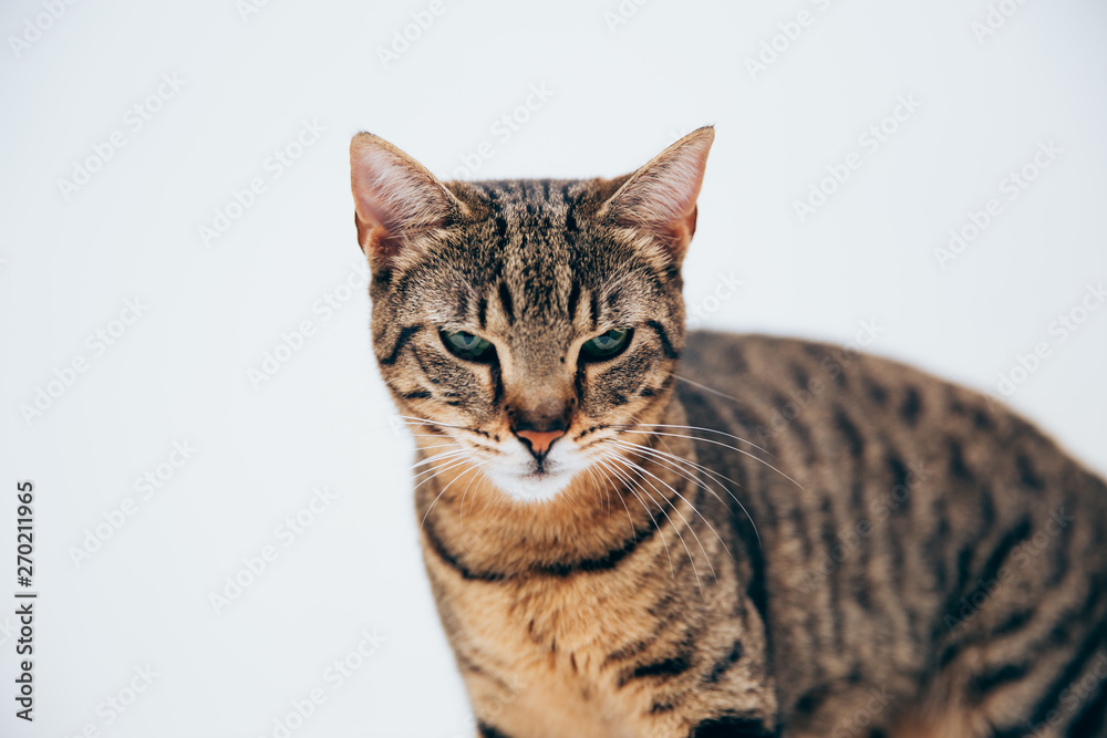Obraz premium Piękny pręgowany kot pozuje do aparatu.