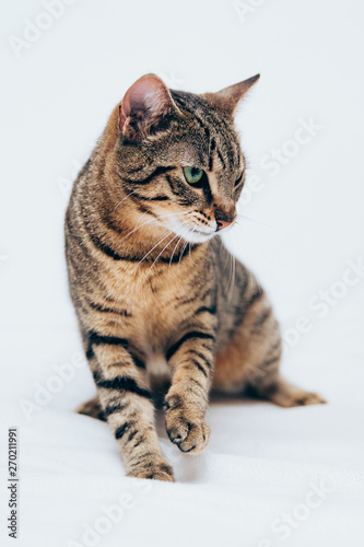 Fototapeta Naklejka Na Ścianę i Meble -  Beautiful tabby cat posing for the camera.