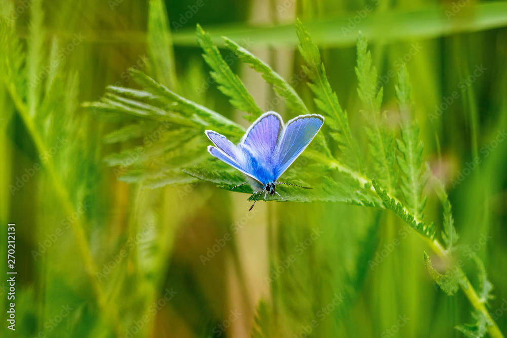Green leaves with a sitting common blue butterfly